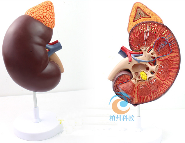 �I���I���ٷŴ�ģ��