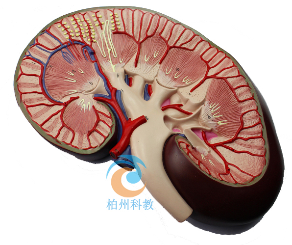 �I����Ŵ�ģ��