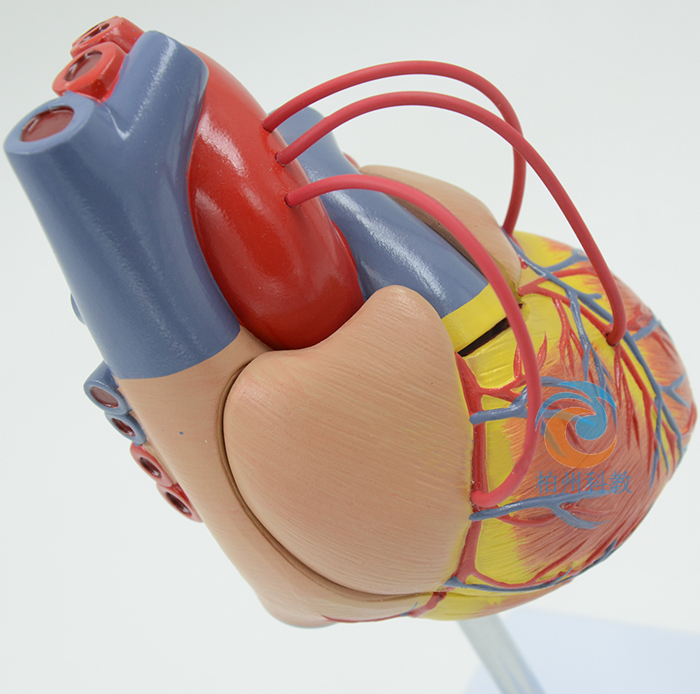 ��Ȼ�����K���ģ��