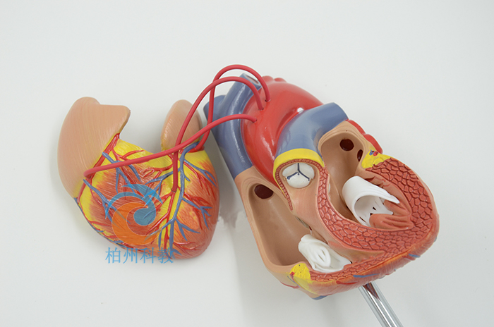 ��Ȼ�����K���ģ��