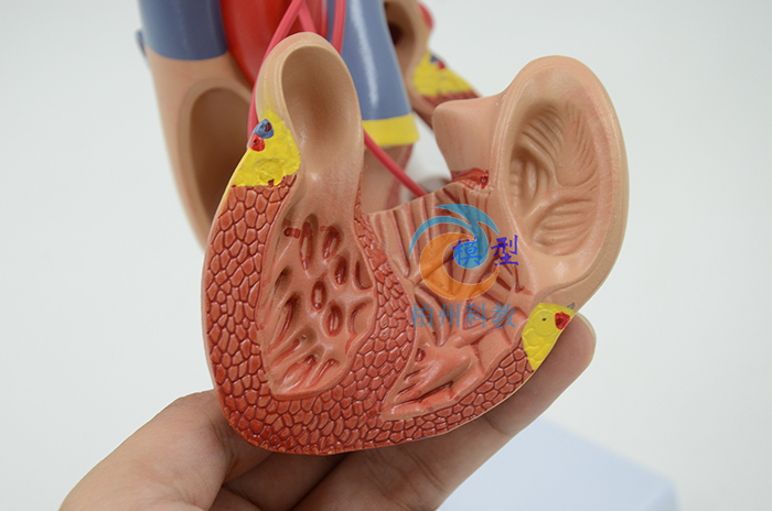 ��Ȼ�����K���ģ��