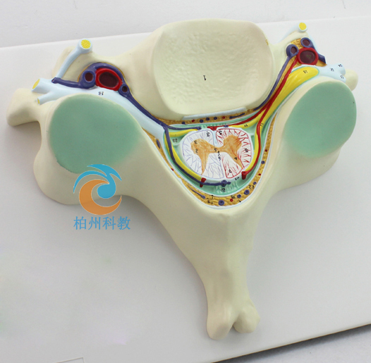 �����i׵������ͼ���(j��ng)�Ŵ�ģ��