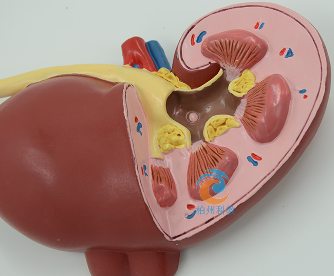 �I�K��������׃ģ��