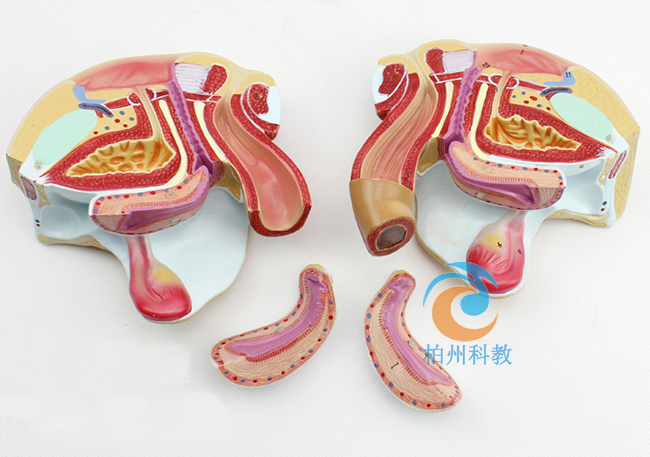 Ů�ԃ�(n��i)����ֳϵ�y(t��ng)����ģ��