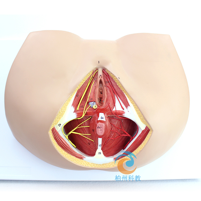 Ů�ԕ�ꎽ���ģ��