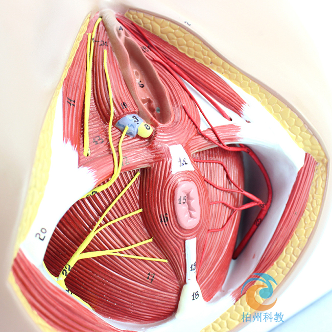 Ů�ԕ�ꎲ���(j��ng)Ѫ��ģ��