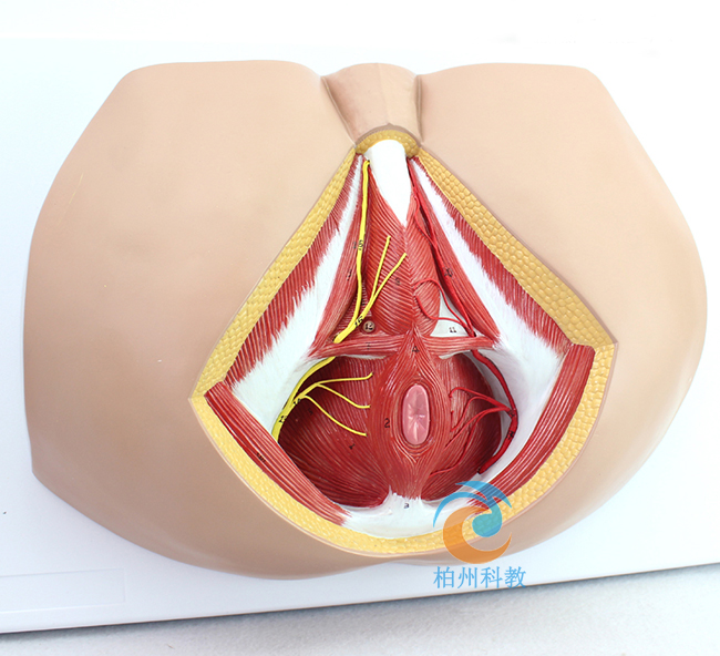 ���ԕ�(hu��)ꎲ���(j��ng)Ѫ��ģ��