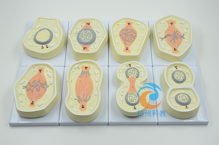 ��(x��)���g�ӷ����нz�����^(gu��)��չʾģ��