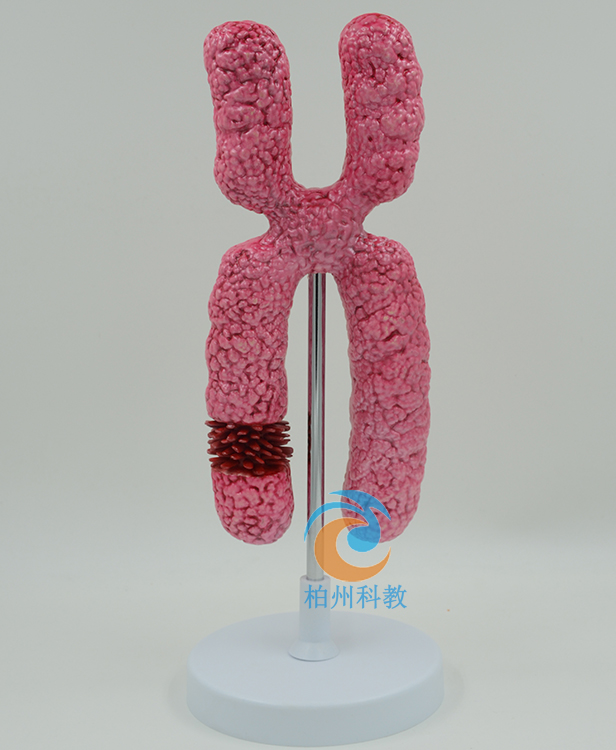 �p��(sh��)���ѽ̌W(xu��)ģ��