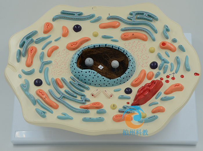 ��(d��ng)�：(x��)���@΢�Y(ji��)��(g��u)ģ��