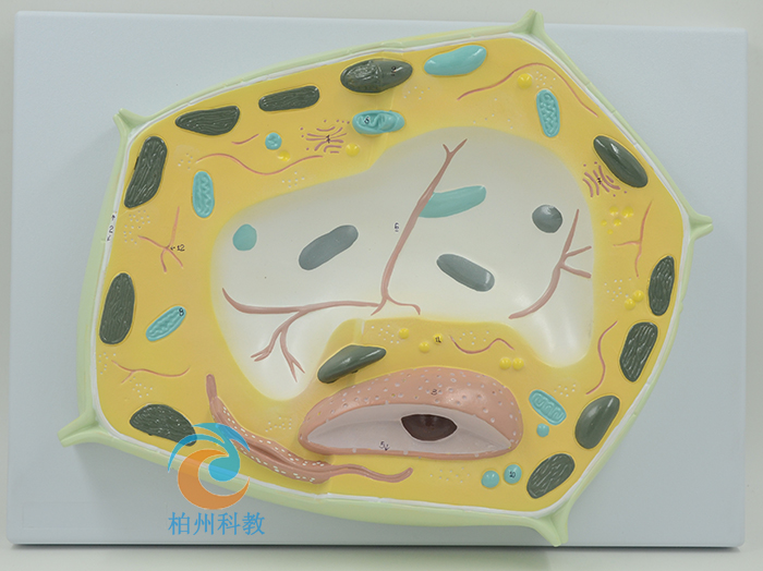 ֲ�：��ģ��