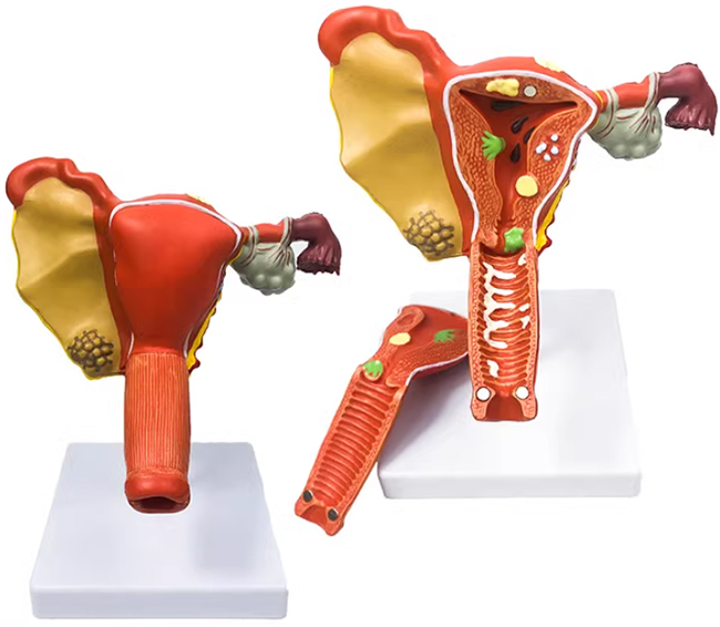 �����ӌm�����w)����ģ��