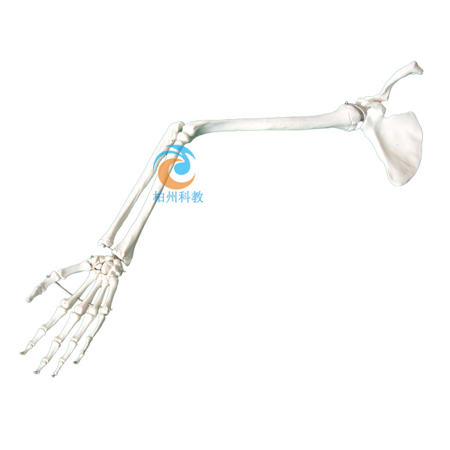 �ֱ۹������ι����i��ģ��