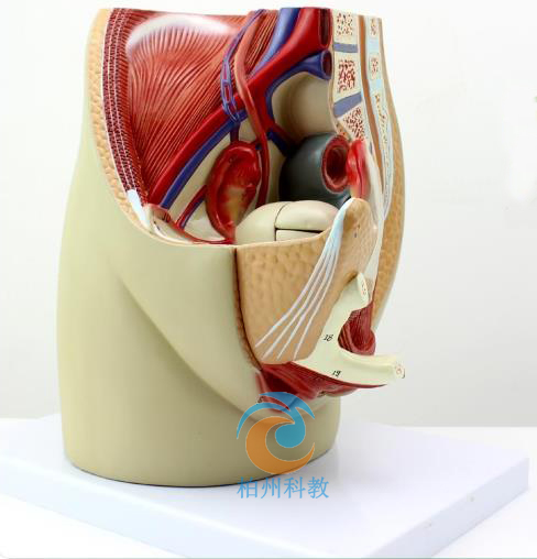 Ů����ǻ����ʸ����ģ��