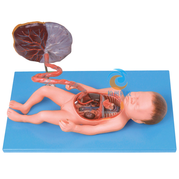 ̥��ѪҺѭ�h(hu��n)��̥�Pģ��