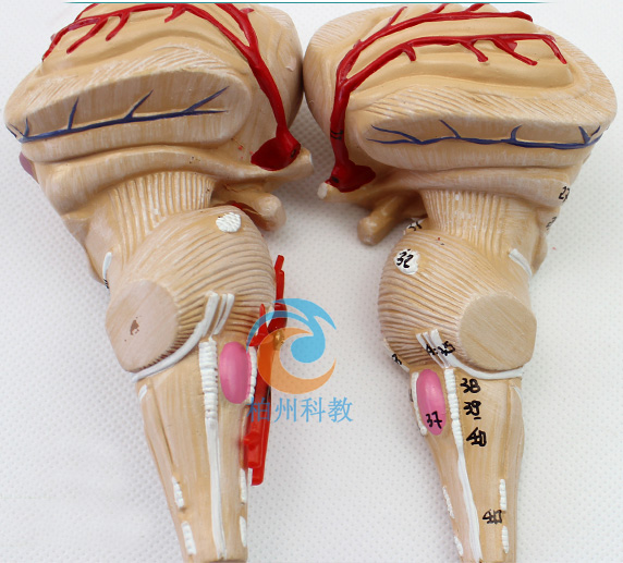 ���X���}�����Xģ��