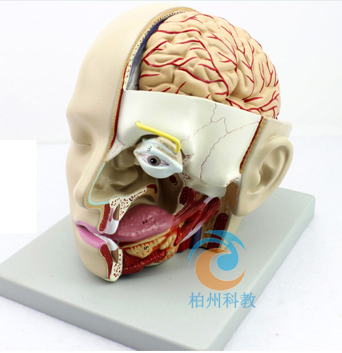 �^������ģ�ͣ�4������