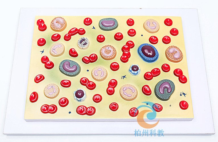 �t����ģ��