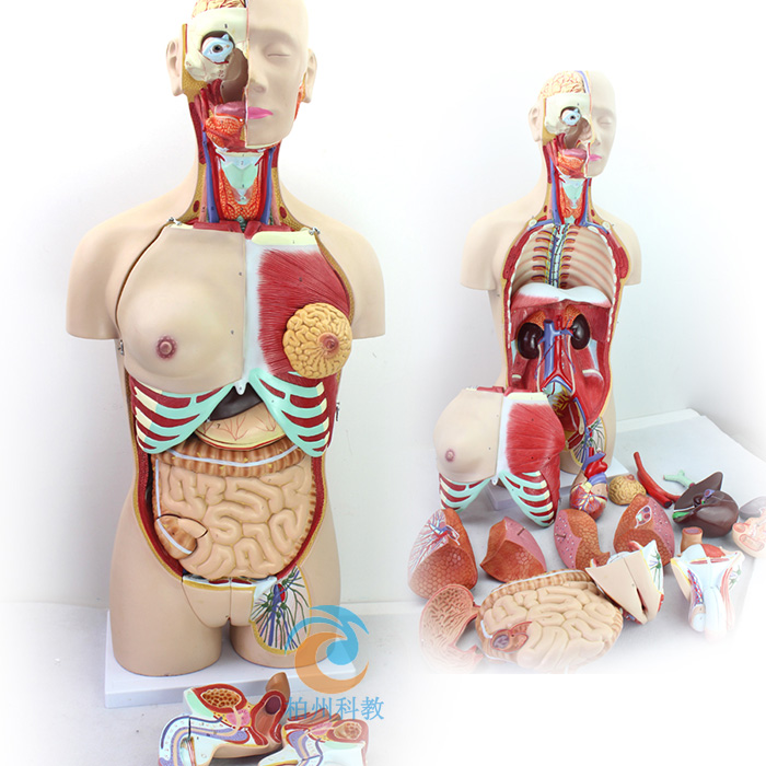 ���w�Ȳ�����ģ��