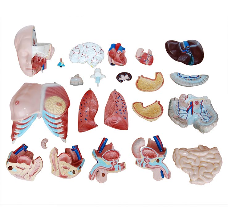 ���Ի��Q�|��ģ��85cm(23��)