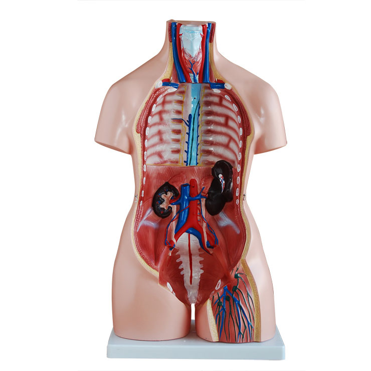 ���Ի��Q�|��ģ��85cm(40��)