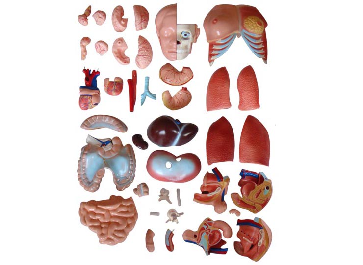 ���Ի��Q�|��ģ��85cm(40��)