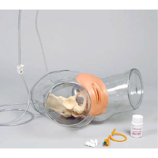 ͸��Ů�Ԍ�(d��o)��ģ��