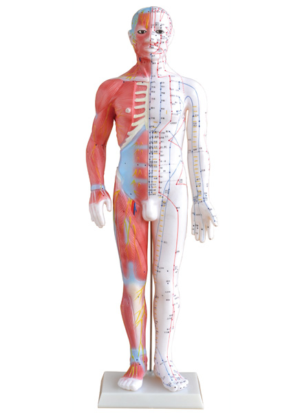 60CM����ᘾ�ģ��(���������)