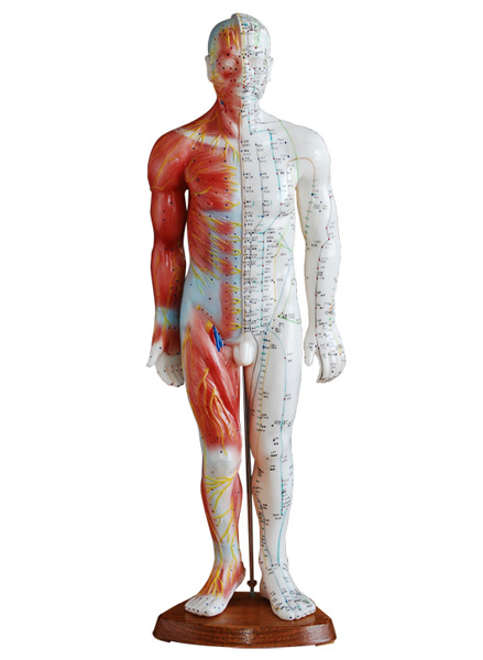 55CM�������wᘾ�ģ��(���������)