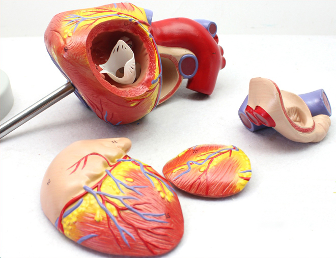 �ɱ��Ŵ����Kģ��