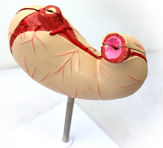 ��Ȼ��θģ��