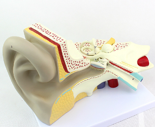 ��������Y(ji��)��(g��u)ģ�ͣ�3����