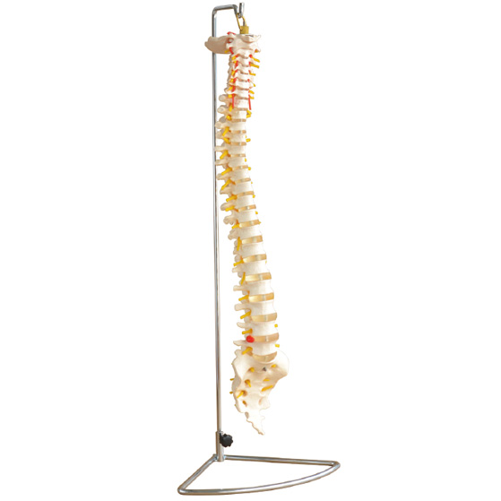 ���w��׵ģ��