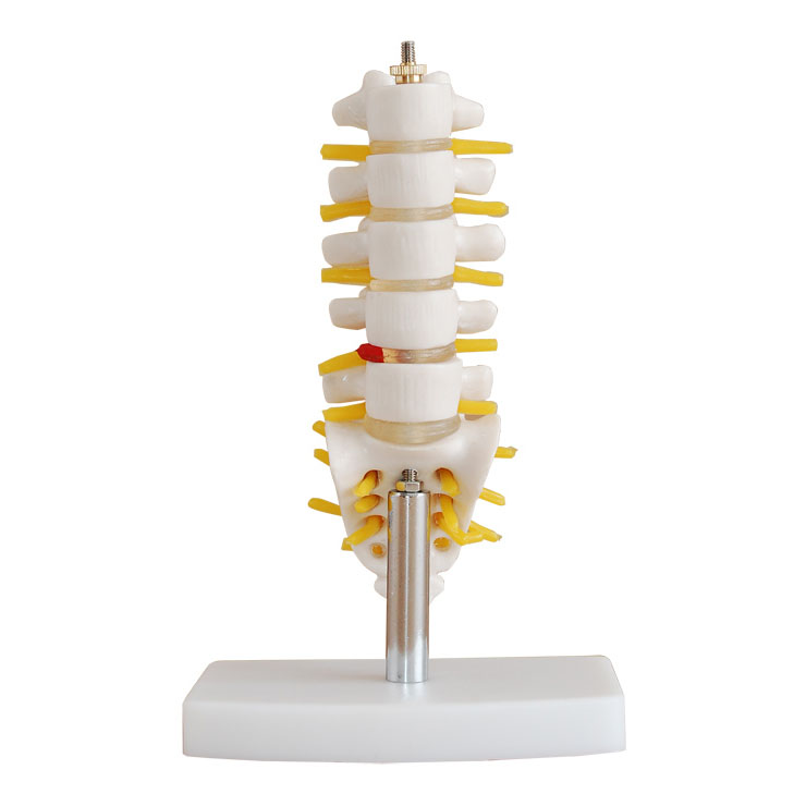 (С��)��׵��β׵��ģ��