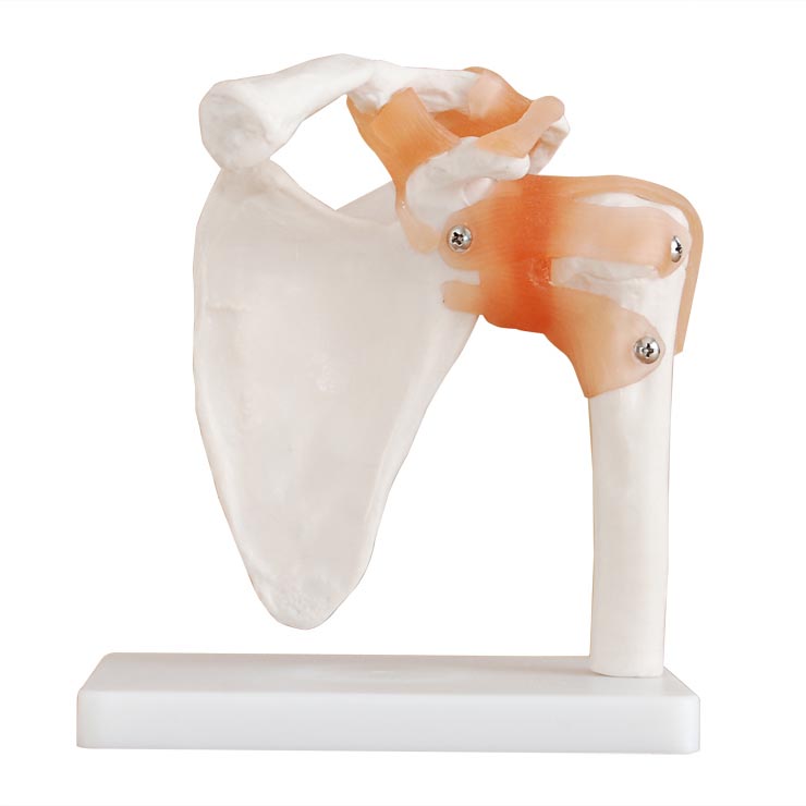 肩關(guān)節(jié)模型(自然大)