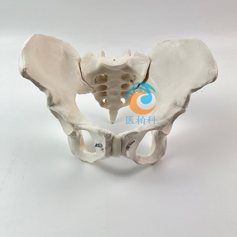 �ӑB(t��i)Ů�Թ���ģ��