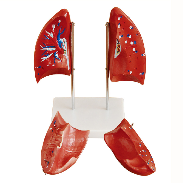 �ν���ģ��