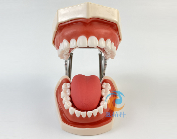 豪華型牙護理保健模型