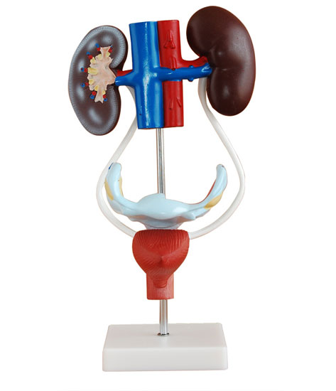 Ů��������ֳϵ�y(t��ng)����ģ��