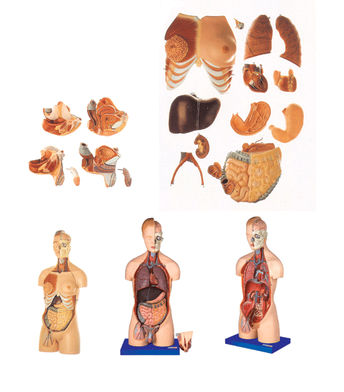 ������Ů������Ի��Q���w�^�i�|��ģ��