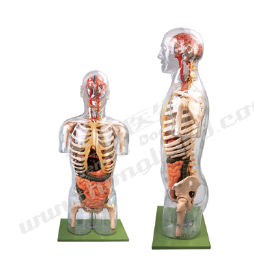 ͸�������|�ɸ���(n��i)�Kģ��