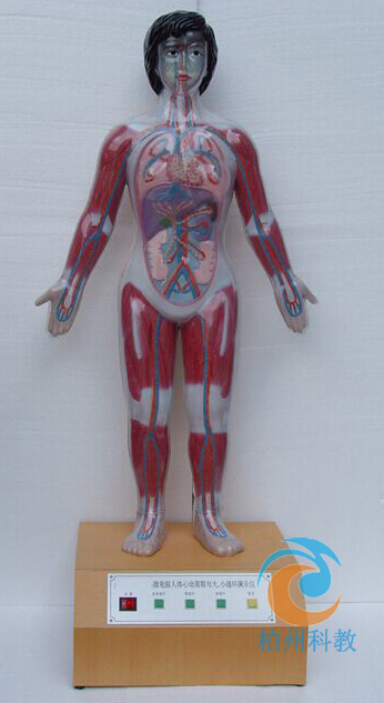 ΢��X���w�Ą�(d��ng)�����c����Сѭ�h(hu��n)��ʾģ��