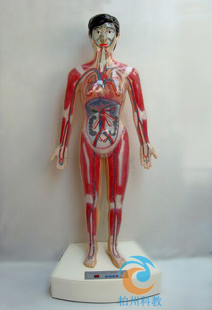 ΢��X���w�Ą������c����Сѭ�h(hu��n)��ʾ�x