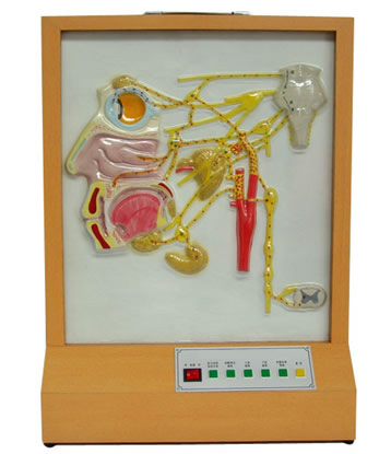 �^�沿������(j��ng)�ֲ�늄�(d��ng)ģ��