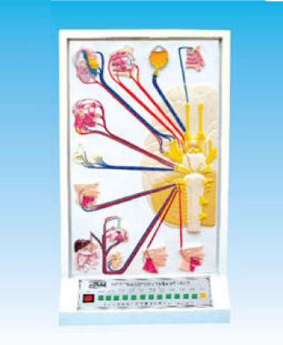 �X��(j��ng)���X��(j��ng)�ĳɷּ��ֲ�늄�(d��ng)ģ��