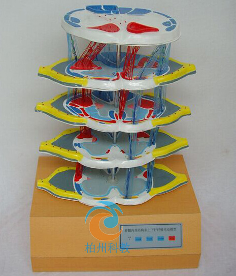 ����ă�(n��i)���Y(ji��)��(g��u)���ϡ������w�S늄�ģ��