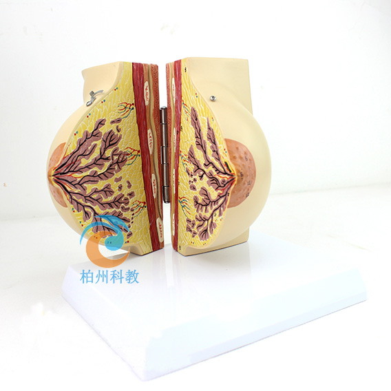 �oֹ��Ů���鷿����ģ��