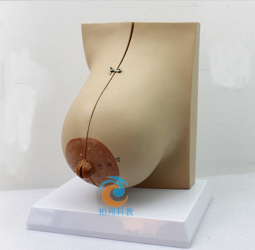 ������Ů���鷿����ģ��