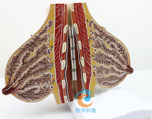 ������Ů���鷿����ģ��