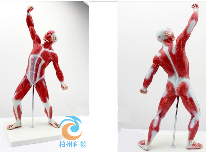 ���wȫ��\�Ӽ�������\(y��n)��(d��ng)ϵ�y(t��ng)ģ��